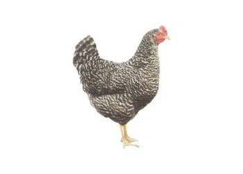 Ferma sprzeda kury z2