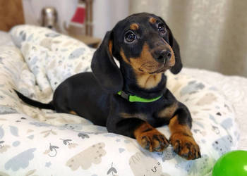 SUCZKA Jamnik krótkowłosy Czarna podpalana AURORA Kraków