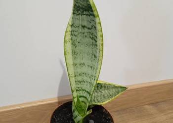 Piekna, zadbana sansevieria 42cm od podstawy doniczki