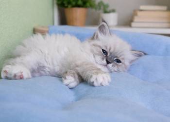 Arya kotka syberyjska neva masquerade