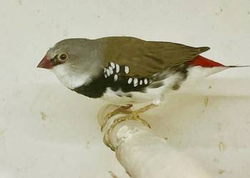 Amadynadiamentowa