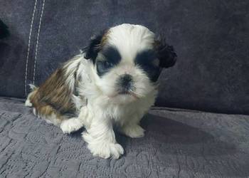 Cudna sunia Shih-Tzu