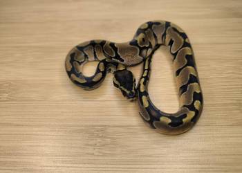 Pyton królewski Enchi