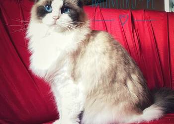 ragdoll kocur cudowny charakter hodowla FPL rodowód