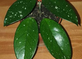 Hoya , hoja, kwiat rosnący