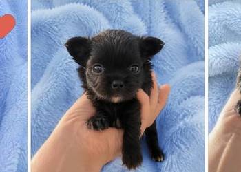 Chihuahua samczyk długowłosy FCI