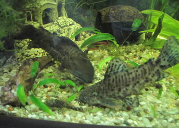 Kiryśniki czarnoplame - sumy