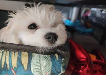 Szczeniak Maltańczyk na sprzedaż