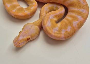 Pyton królewski Enchi Albino samiec