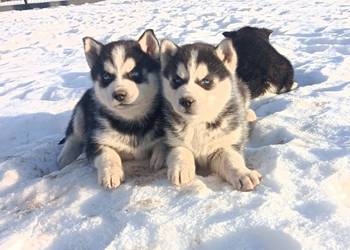 Szczeniaczki Siberian husky z elitarnym rodowodem