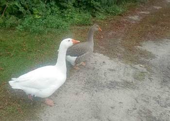 Sprzedam gęsi na naturalnej paszy Sprzedam gęsi na naturalnej paszy