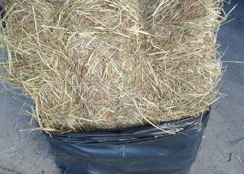 Siano w kostkach Siano w kostkach