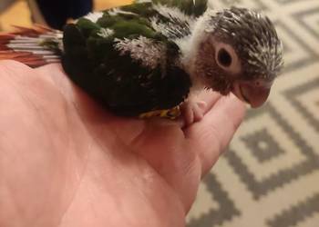 Ręcznie karmione papużki Rudosterki sprzedam