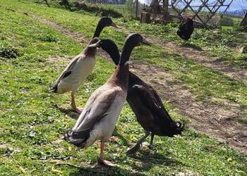 Kaczor biegus indyjski