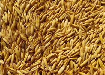 sprzedam owies bingo