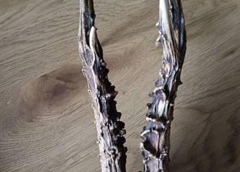 Rogacz silny medalowy