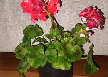 Duża pelargonia, kwitnąca aktualnie, na czerwono