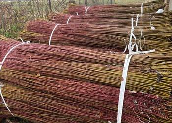 Wiklina sortowana 220 cm około 2,5 tony