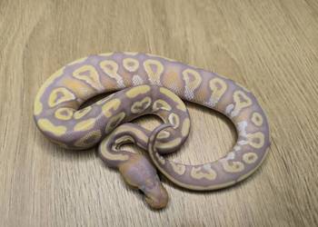 Pyton królewski Banana Mojave poss Fire het Desert Ghost