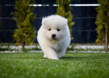 Samoyed ZKwP/Fci
