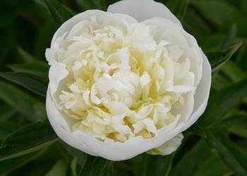 Piwonia Duchesse De Nemours
