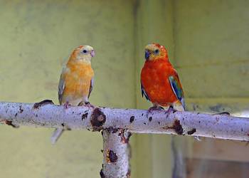 Świergotki para lęgowa orange