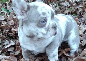 Buldog francuski suczka i piesek