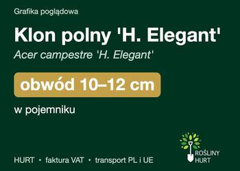 Klon polny 'H. Elegant' obwód 10-12 cm, w pojemniku – HURT