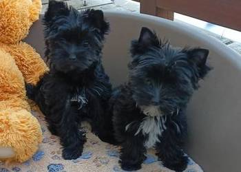 Yorkshire Terrier Black  sunia małych rozmiarów