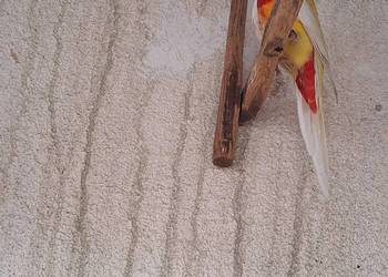 Samczyk rozelli białolicej z 2025 lutino