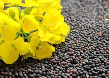 Nasiona rzepaku SY CORNETTA Syngenta z ButeoStart