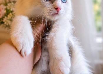 Koteczka Ragdoll gotowa do odbioru z rodowodem i wyprawką