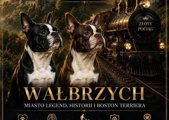 Boston Terrier