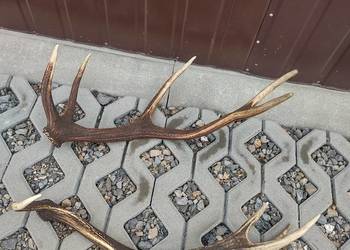 Poroże zrzut Poroże zrzut