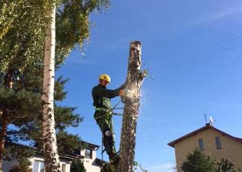 Wycinka drzew i samosiejek alpiniści Gdynia trojmiasto Wycinka drzew i samosiejek alpiniści Gdynia trojmiasto