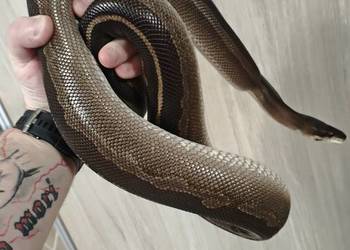 Pyton Królewski samica 2016