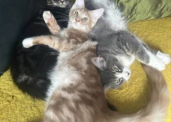 Kociaków Maine Coon Różne kolory