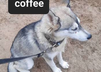 Syberiany husky