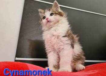 Maine Coon