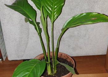 Skrzydłokwiat, roślina rosnąca