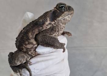 Olbrzymia Ropucha Aga