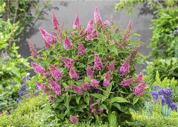 BUDLEJA BUTTERFLY CANDY LITTLE PINK - sadzonki w doniczkach