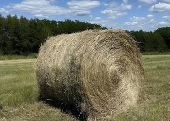 Siano w belach 120x120 2026 Żyto, pszenżyto, owies