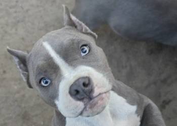 American bully