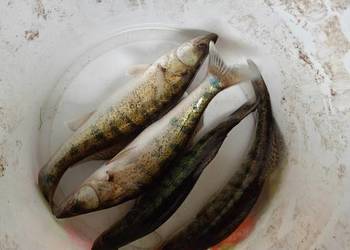 Narybek sandacz karp amur