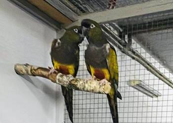 !!! Papugi Papuga Konura Patagońska Patagonki Para Lęgows !!!