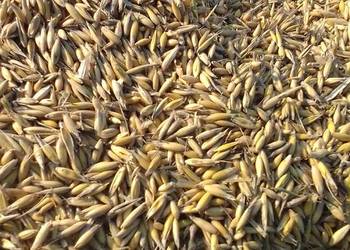 Owies siewny czyszczony