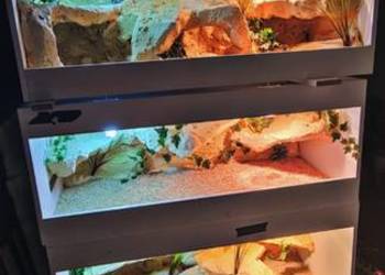 Okazja terrarium dla agamy gekona żółwia węża kameleona legwana boa pająka