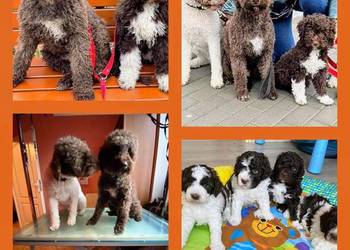 Lagotto Romagnolo ZKwP/ FCI