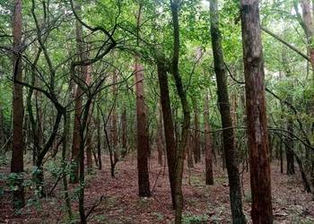 Las sosnowy Łuszczów